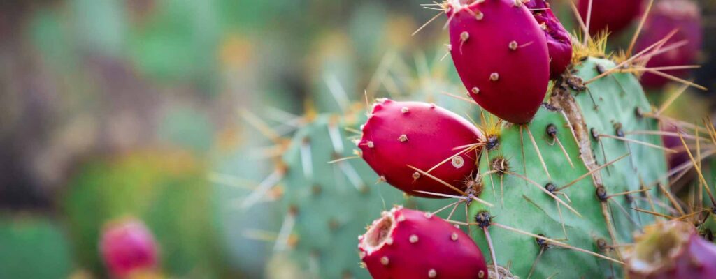 Quand la diaspora sublime l’huile de figue de barbarie, 3 marques à suivre de près : Soraali, Azul Cosmétique et Sarah Bio.