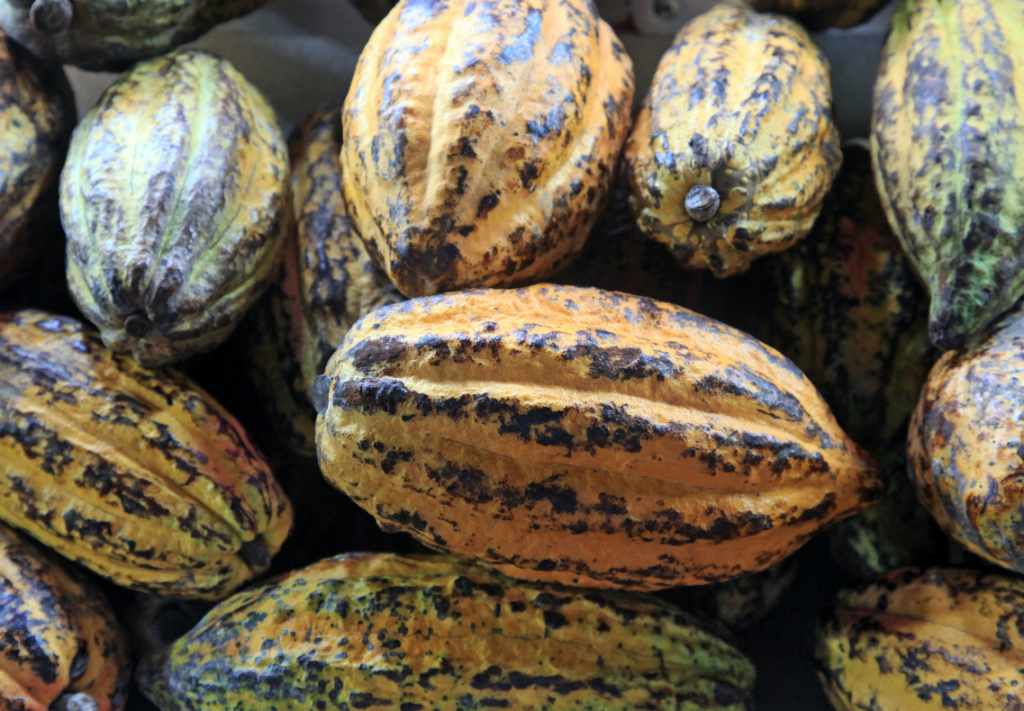 Quand l’agroécologie réinvente le cacao d’Afrique de l’Ouest